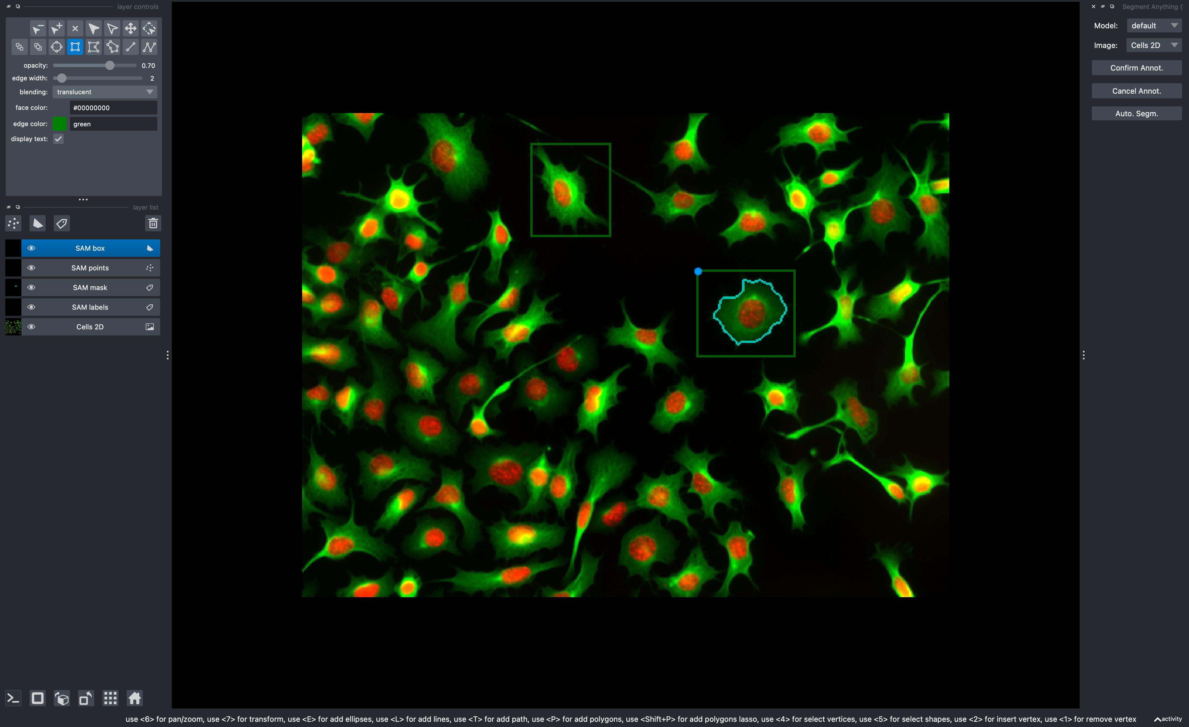 Screenshot of cells being segmented with napari segment anything plugin