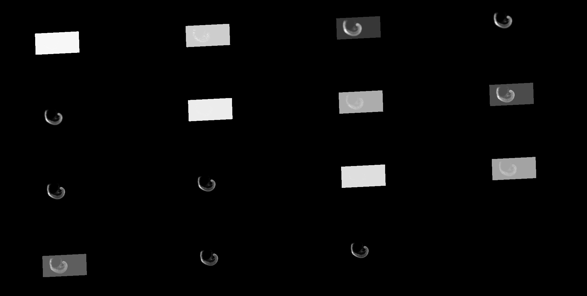 A set of features used for the zebrahub model in this tutorial