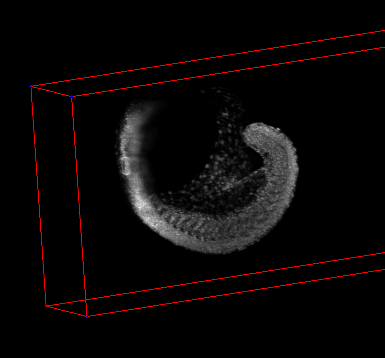 3D volumetric image from zebrahub of a developing zebrafish